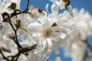 Magnolia Prints: Floral natural colorful outdoor image of a white magnolia blossom in bright sunshine with a blue sunny sky