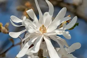 Magnolia Prints: Floral natural colorful outdoor image of a white magnolia blossom in bright sunshine with a blue sunny sky