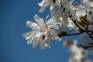 Magnolia Prints: Floral natural colorful outdoor image of a white magnolia blossom in bright sunshine with a blue sunny sky