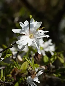 Awakening Prints: Floral natural outdoor fine art still life nature floral macro of a white green flowering magnolia blossom in bright