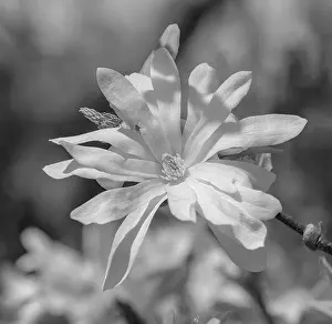 Floral natural outdoor monochrome fine art still life nature floral macro of a white flowering magnolia blossom in