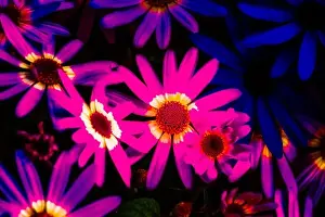 Floral outdoor color image of a flowering pink blue violet Senecio in intense vivid glowing colors on a sunny day in