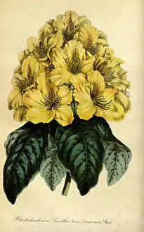Varieties Prints: Flore des serres et des jardins de l'Europe (7972484780)