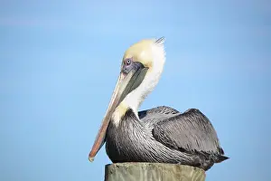Nevis Prints: Florida Brown Pelican