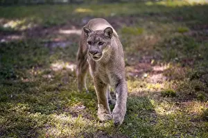 Nature Preserve Prints: Florida cougar or panther, taking a step on the grass