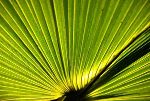 Outdoor Recreation Prints: Florida green palm fan frond detail closeup portrait nature natural pattern background concept idea iconic florida