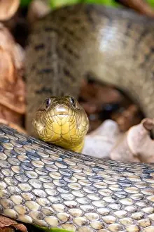 Colubridae Prints: Florida Green Watersnake (Nerodia floridana) - Wakodahatchee Wetlands