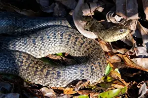 Colubridae Prints: Florida Green Watersnake (Nerodia floridana) - Wakodahatchee Wetlands