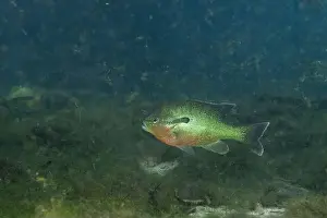 River Ecosystem Prints: Florida longear sunfish in natural spring