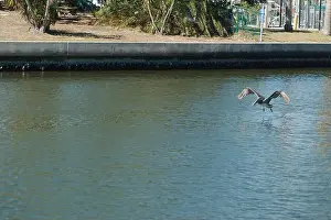 Grab Prints: one Florida Pelican Flying near a fish cleaning station getting into position to grab fish parts being thrown towards