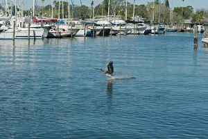 Grab Prints: one Florida Pelican Flying near a fish cleaning station getting into position to grab fish parts being thrown towards
