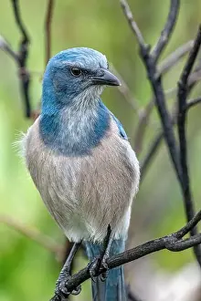 Florida Scrub Jay Prints: Florida scrub jay, Florida