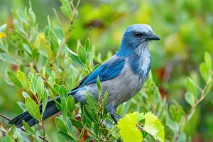 Florida Scrub Jay Prints: Florida scrub jay, Florida