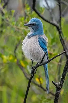 Florida Scrub Jay Prints: Florida scrub jay, Florida