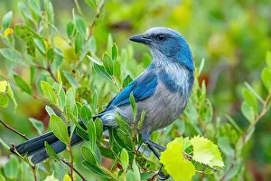 Florida Scrub Jay Prints: Florida scrub jay, Florida