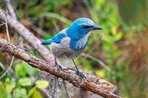Florida Scrub Jay Prints: Florida scrub jay, Florida
