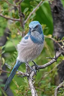 Florida Scrub Jay Prints: Florida scrub jay, Florida