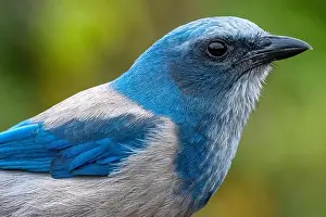 Florida Scrub Jay Prints: Florida scrub jay, Florida