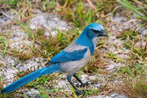 Sideview Prints: Florida scrub jay, Florida