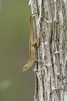 Lepidosauria Prints: Florida scrub lizard, Florida scrub lizard (Sceloporus woodi)