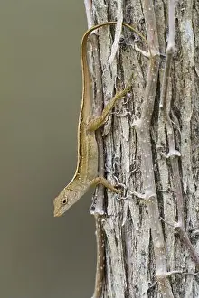 Lepidosauria Prints: Florida scrub lizard, Florida scrub lizard (Sceloporus woodi)