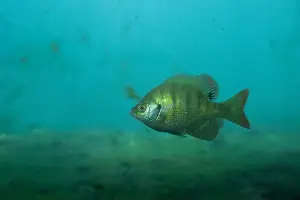 Bluegill Sunfish Prints: Florida Springs bluegill in crystal clear water