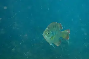 River Ecosystem Prints: Florida Springs bluegill in crystal clear water