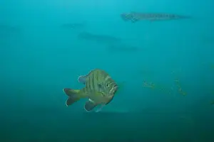 Bluegill Sunfish Prints: Florida springs bluegill with Florida gar swimming around