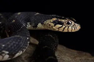 Semi Aquatic Prints: Florida water snake (Nerodia fasciata pictiventris)