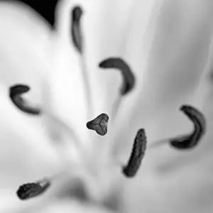 Florists Lily Stamen Macro in Black and White