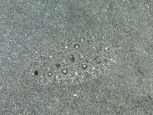 Camouflages Prints: A flounder, Angler-Butt (Asterorhombus fijiensis)