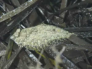 Cote Dazur Prints: A flounder, eyespot dwarf turbot (Zeugopterus regius)