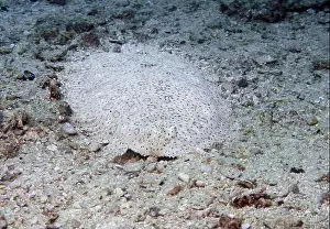 Flounder Prints: A flounder fish hides at the bottom of the Gulf of Oman in Fujairah, United Arab Emirates