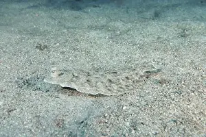 Marine Animal Prints: A flounder, wide-eyed turbot (Bothus podas maderensis)
