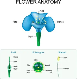 Pistil Prints: Flower anatomy. Structure of Pistil
