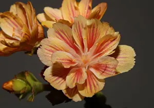 Setting Prints: Flower blossoming close up modern botanical background lewisia cotyledon family montiaceae big size high quality prints