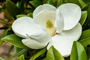 Magnolia Prints: The flower of a bull bay (Magnolia grandiflora)
