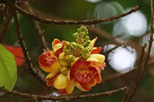 Multi Colored Prints: Flower of the Cannonball tree. Couroupita guianensis