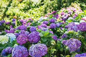 Hydrangea Prints: Flower field or farm with full of full bloomed purple Hydrangea macrophylla flower