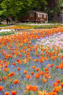 Tulip Prints: Flower field in spring with tulips, Killesberg Park Stuttgart, Baden-Wuerttemberg, Germany