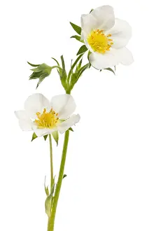 Flower Head Prints: Flower of garden strawberry, Fragaria ananassa, in front of white background