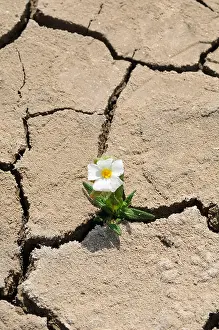 Close Up View Prints: Flower Growing in Cracked Earth