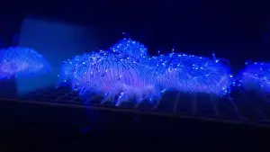 Opaque Prints: Flower Hat Jellyfish Crawling on a Grate