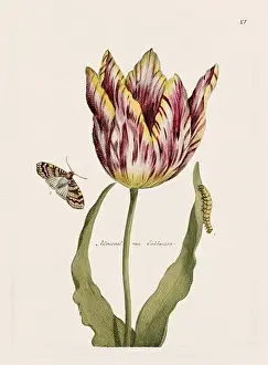 Romantic Activity Prints: Flower illustration. Antique botanical flower artwork in full bloom