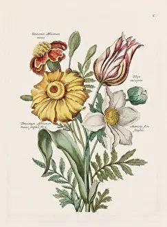 Romantic Activity Prints: Flower illustration. Antique botanical flower artwork in full bloom