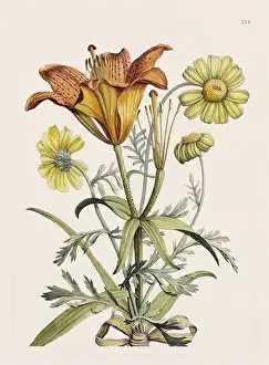 Romantic Activity Prints: Flower illustration. Antique botanical flower artwork in full bloom