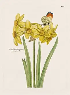 Romantic Activity Prints: Flower illustration. Antique botanical flower artwork in full bloom