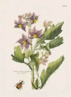 Romantic Activity Prints: Flower illustration. Antique botanical flower artwork in full bloom
