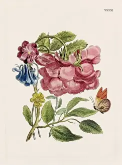 Romantic Activity Prints: Flower illustration. Antique botanical flower artwork in full bloom