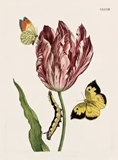 Romantic Activity Prints: Flower illustration. Antique botanical flower artwork in full bloom